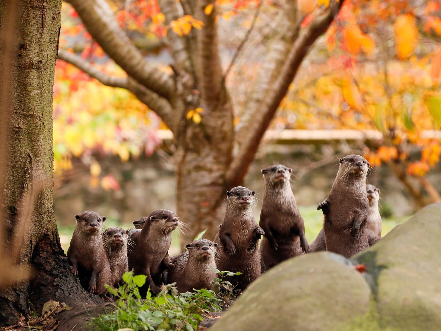 Group of Asian small clawed otters looking at camera standing on their back legs outdoors among Autumn trees IMAGE: Rhiordan Langan-Fortune 2023